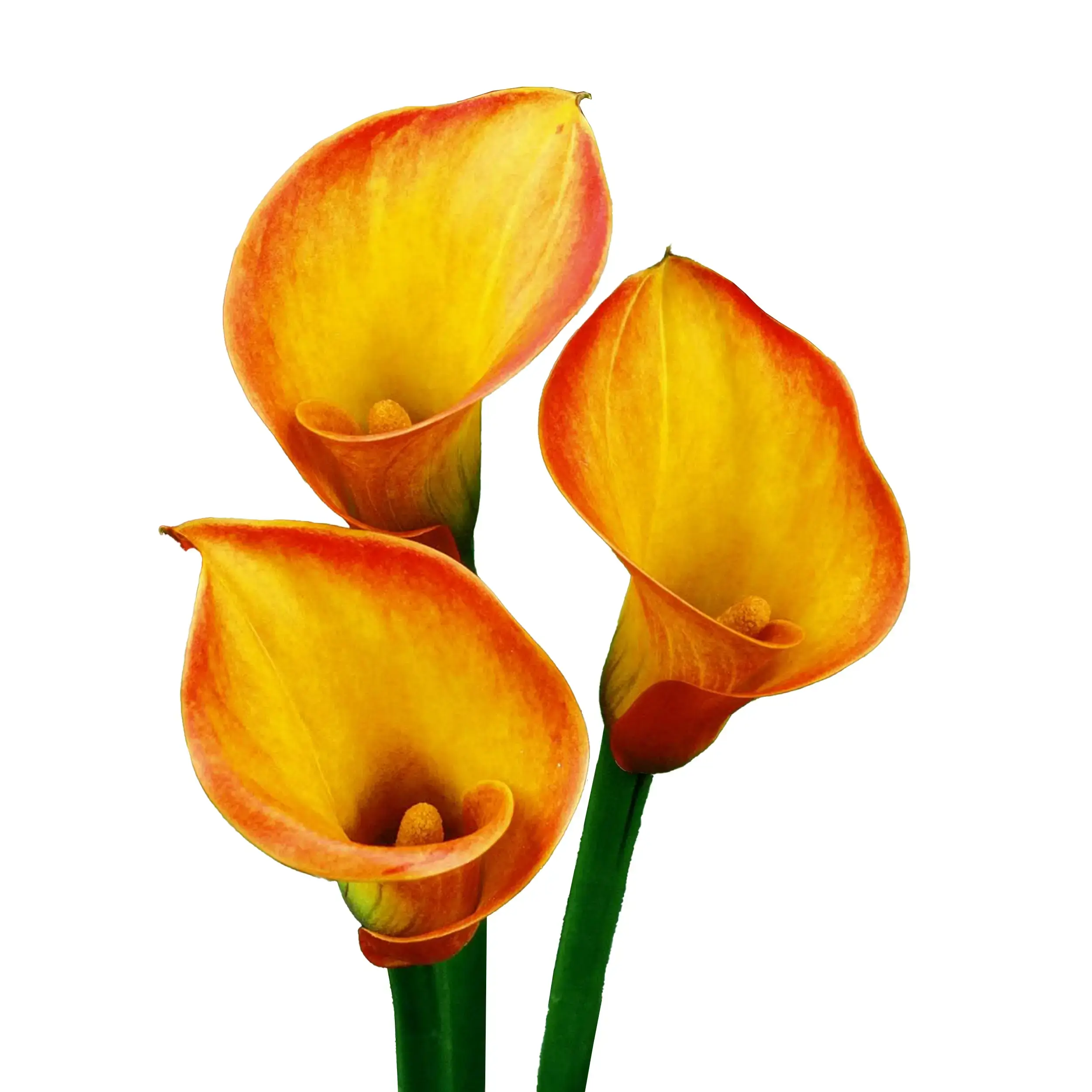 orange-calla-sunset-glow-bloembollen-the-bulb-farmers
